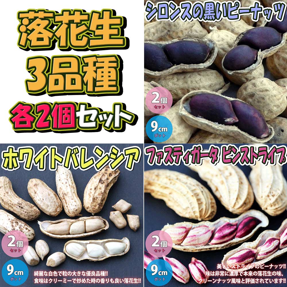 落花生の苗 お買い得3品種各2個セット 品種:シロンス/ホワイトバレンシア/ファスティガータ【野菜苗 9cmポット実生苗/3品種各2個 合計6個セット】