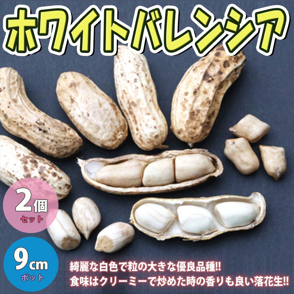 落花生の苗 お買い得3品種各2個セット 品種：シロンス／ホワイト