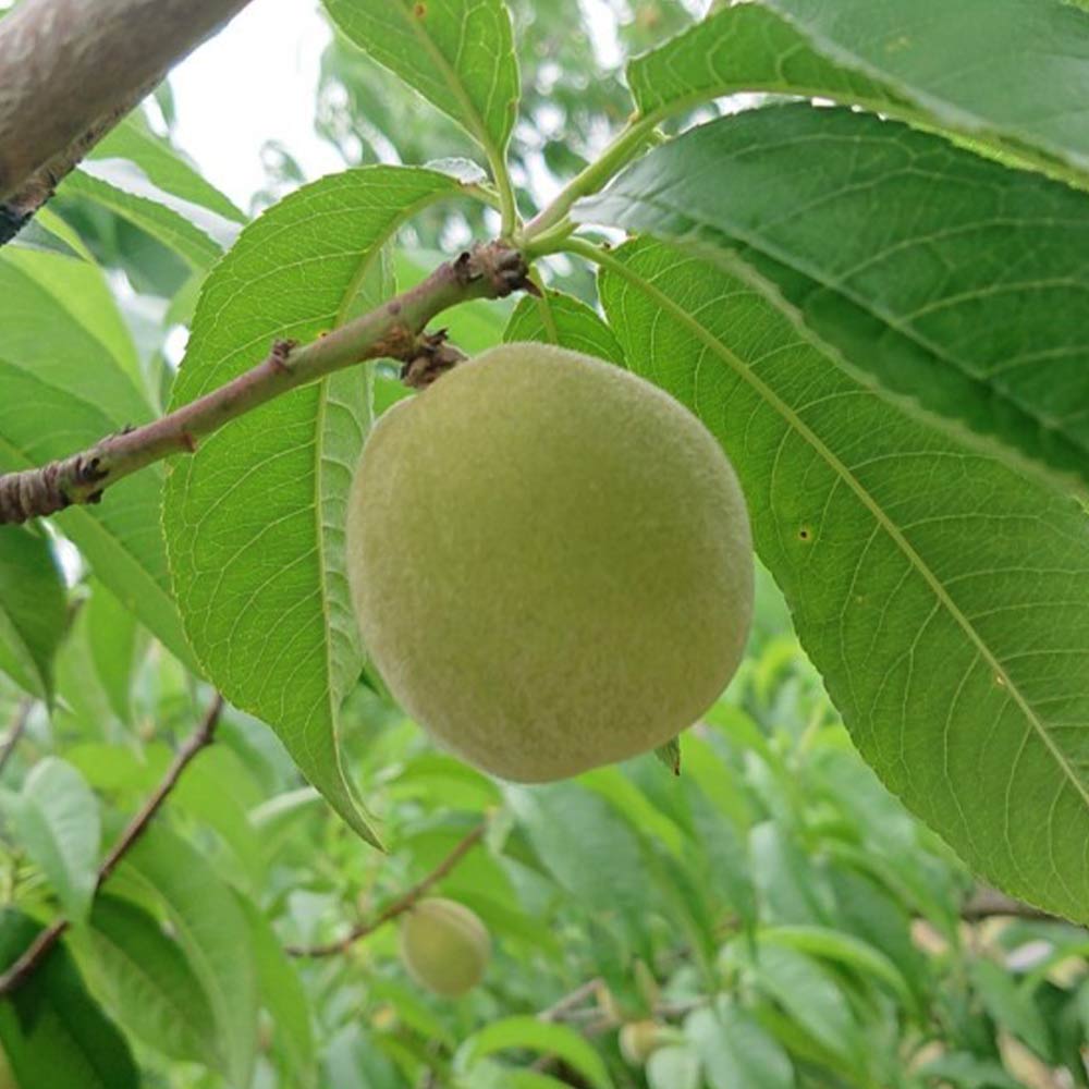 桃の苗木 白鳳【果樹苗 接木苗12～15cmポット／1個】