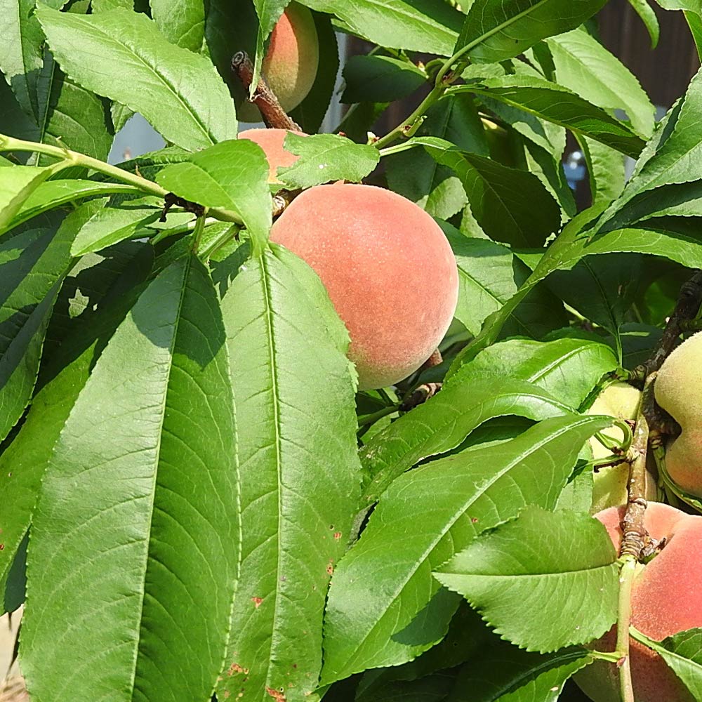 桃の苗木 白鳳【果樹苗 接木苗12～15cmポット／1個】