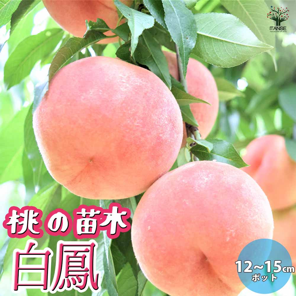 桃の苗木 白鳳【果樹苗 接木苗12～15cmポット／1個】