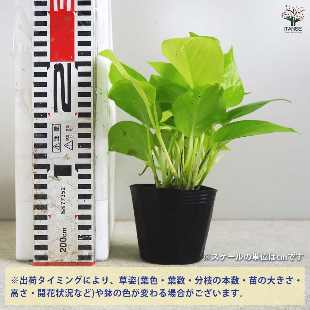 ポトス ライム 【観葉植物 3号ポット】