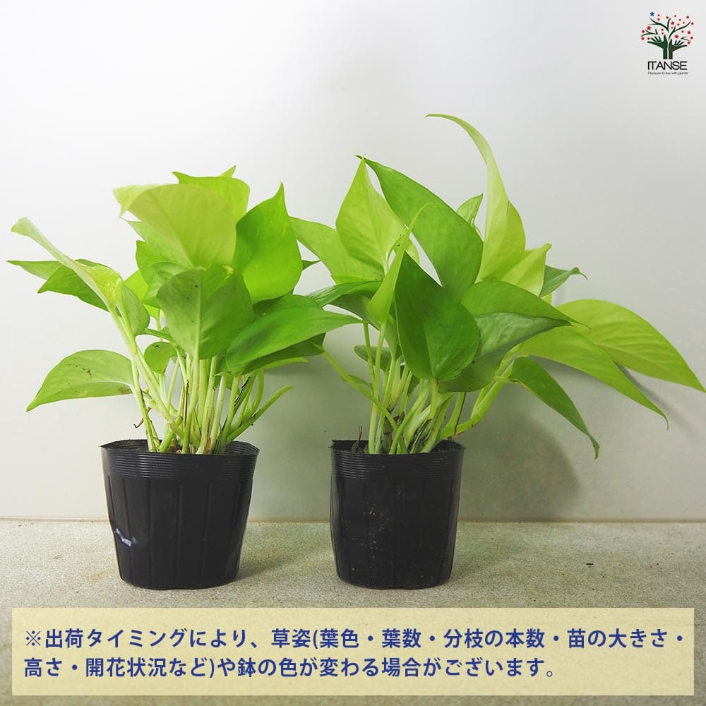 ポトス☆ライムコンパクト☆鉢苗☆9272 ポトス☆ライムコンパクト☆鉢苗☆9272 キュート苗（6Φ・2号