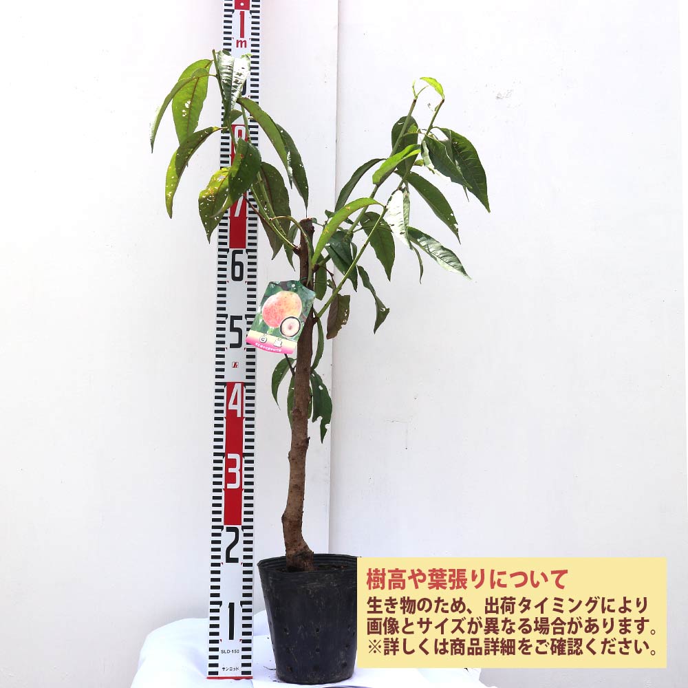 桃の苗木 白鳳【果樹苗 接木苗12～15cmポット／1個】