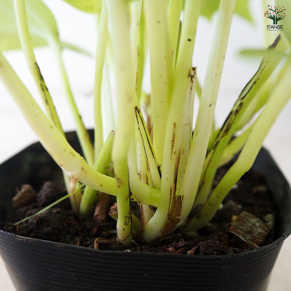 ポトス ライム 【観葉植物 3号ポット】