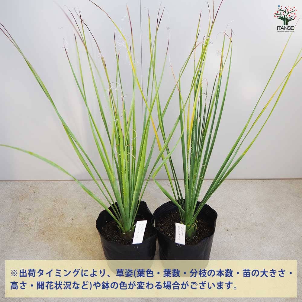 ダシリリオン セラティフォリウム 【多肉植物 6号】｜ 【植物の