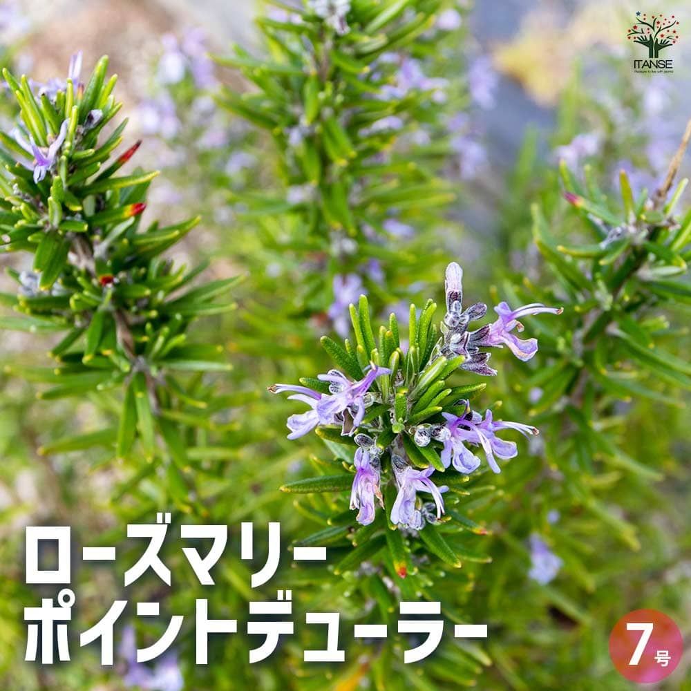 ローズマリー ポイントデューラー 【ハーブの苗 7号／1個売り】