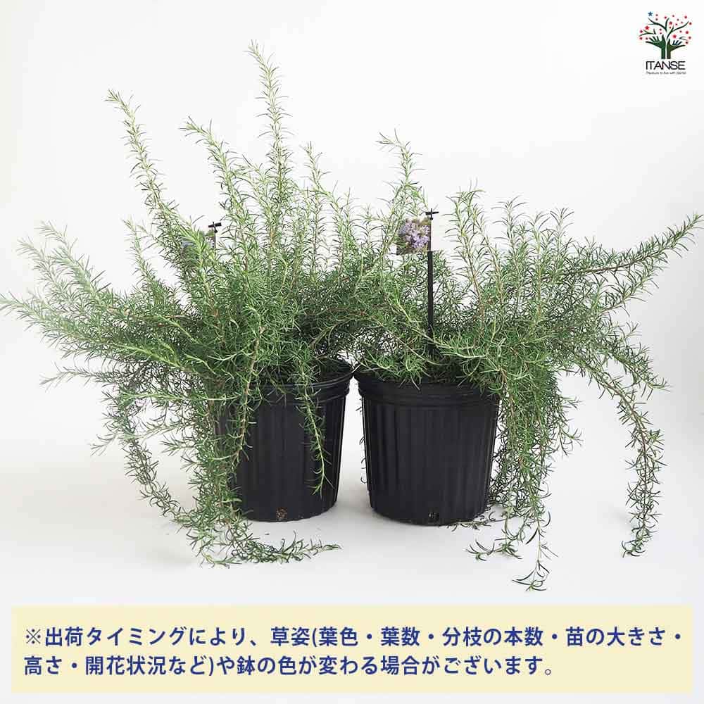 ローズマリー ポイントデューラー 【ハーブの苗 7号／1個売り】