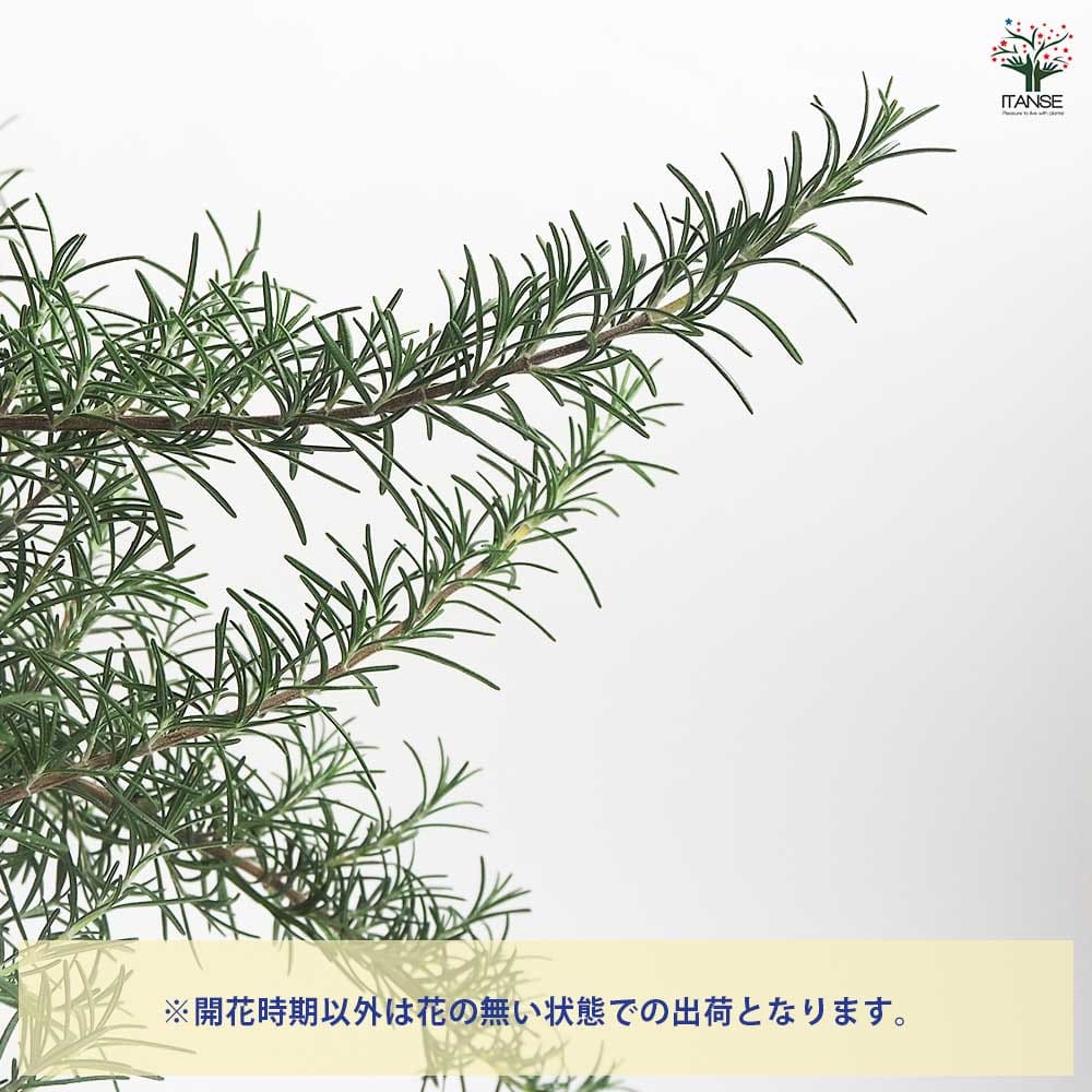 ローズマリー ポイントデューラー 【ハーブの苗 7号／1個売り】