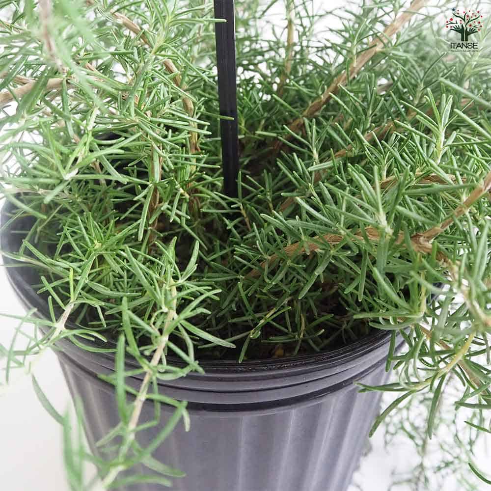 ローズマリー ポイントデューラー 【ハーブの苗 7号／1個売り