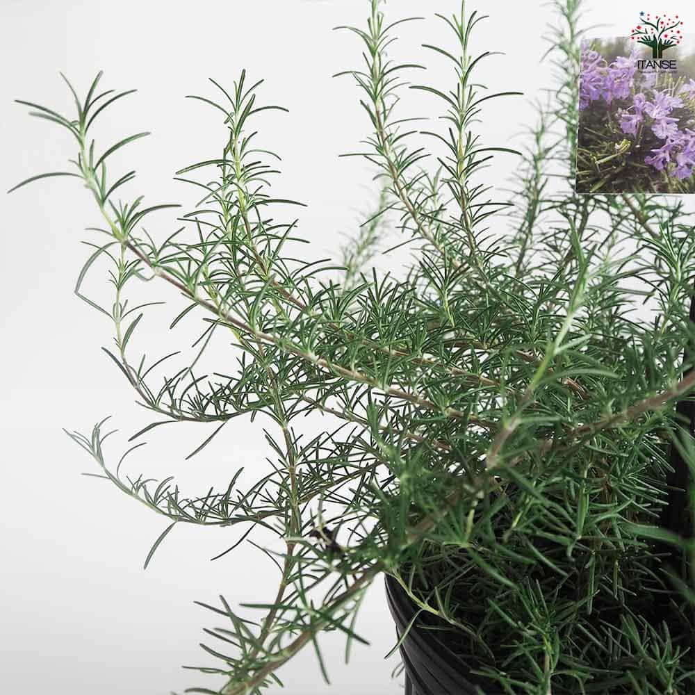 ローズマリー ポイントデューラー 【ハーブの苗 7号／1個売り】