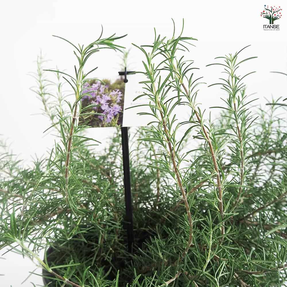 ローズマリー ポイントデューラー 【ハーブの苗 7号／1個売り】