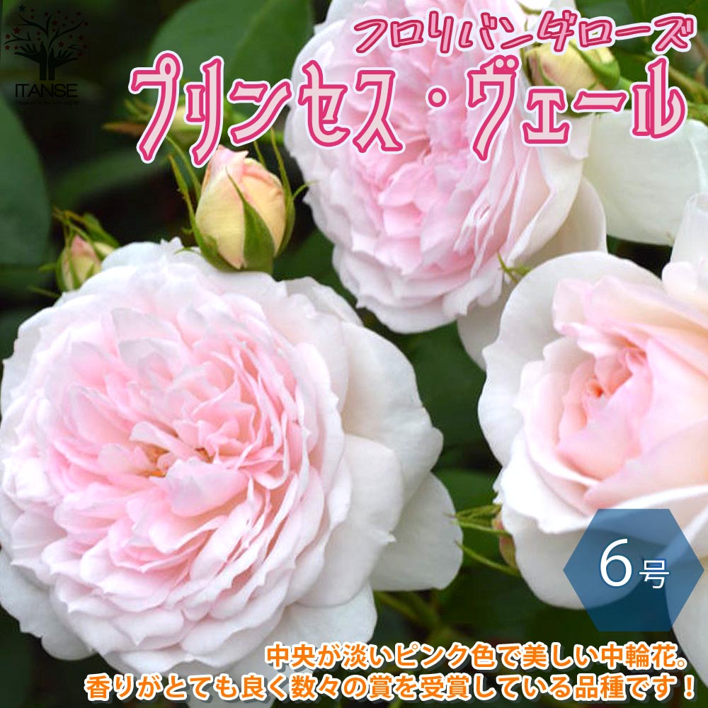 プリンセス ヴェール フロリバンダローズ 薔薇【花苗 6号鉢 バラ大苗