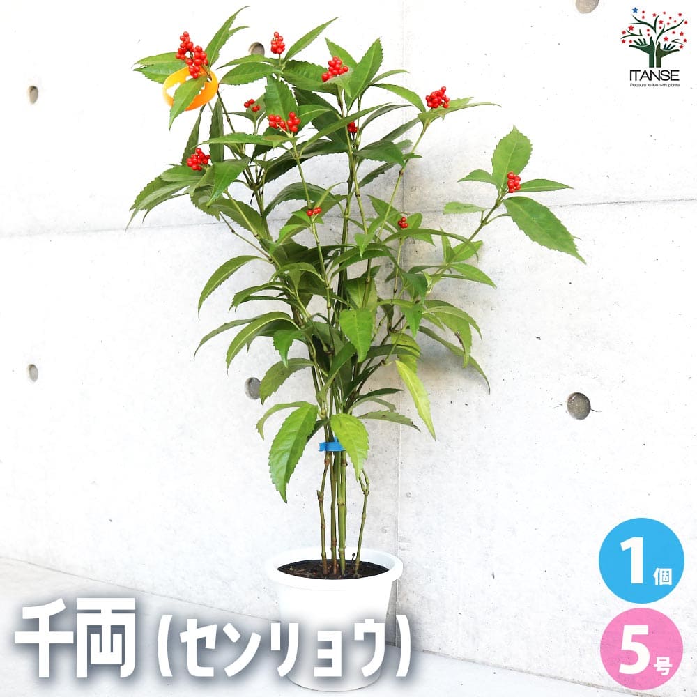 千両 赤実 【花木苗 5号鉢／1個売り】｜ 【植物のITANSE