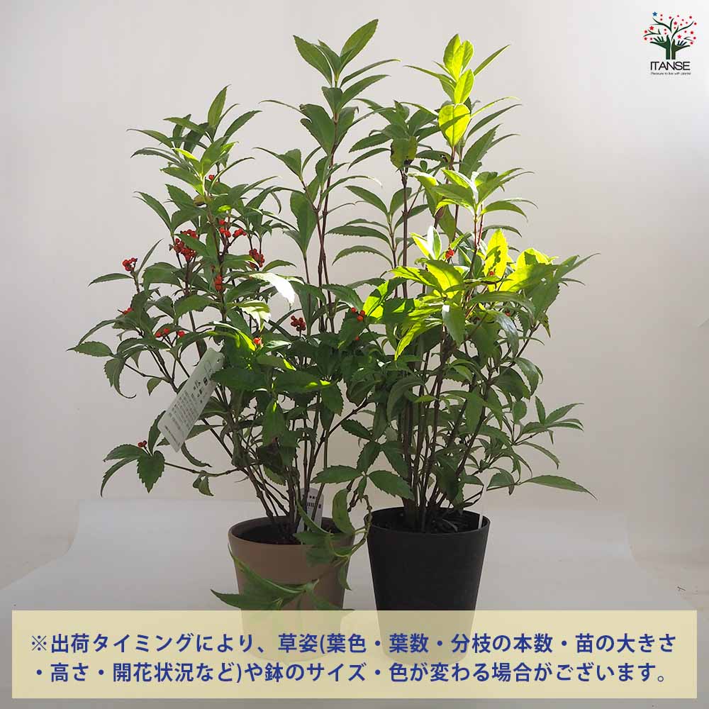 千両 赤実 【花木苗 5号鉢／1個売り】｜ 【植物のITANSE