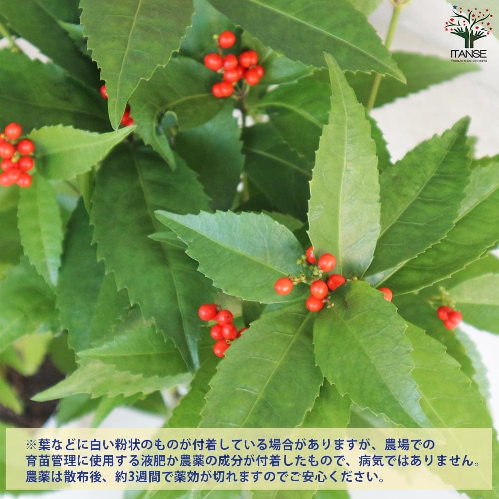 千両 赤実 【花木苗 5号鉢／1個売り】｜ 【植物のITANSE
