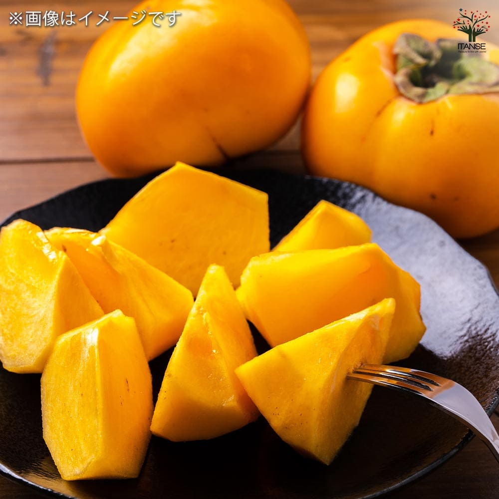 中型の柿の木（実付き） kaki007_03_01.jpg