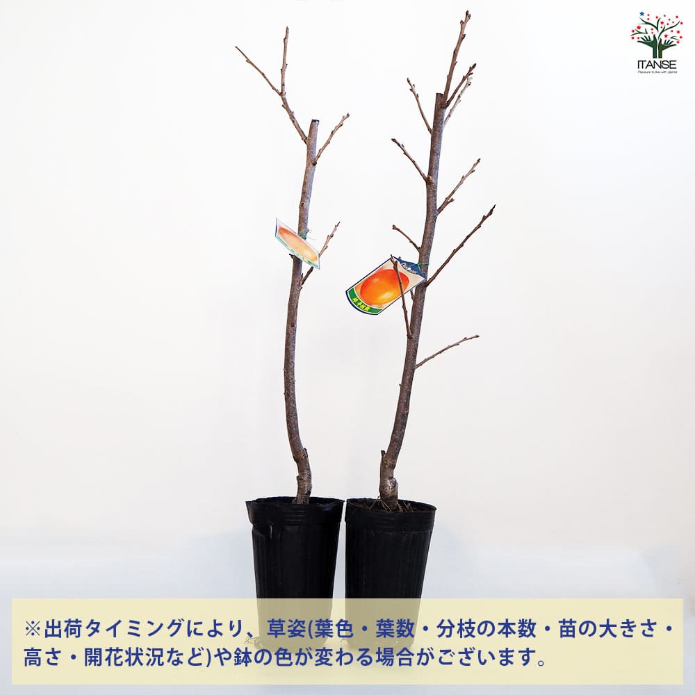 中型の柿の木（実付き） カキ（柿）：枝垂れ柿6号ポット[枝垂れる枝が美しい・実付きの