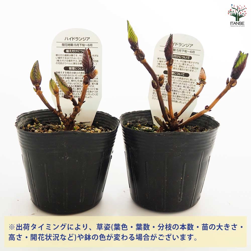 アジサイ シュガーホワイト 【花木苗 3.5号】｜ 【植物の