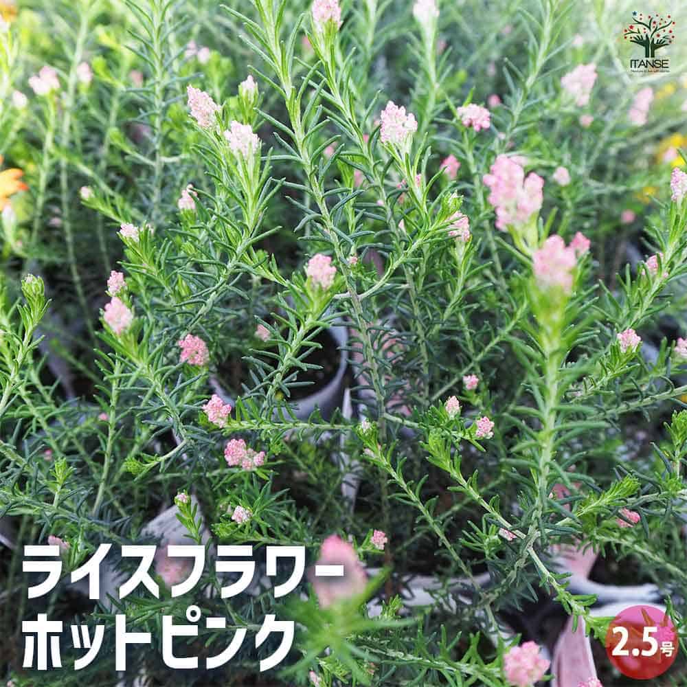 ライスフラワー ホットピンク 【花苗 2.5号】｜ 【植物のITANSE