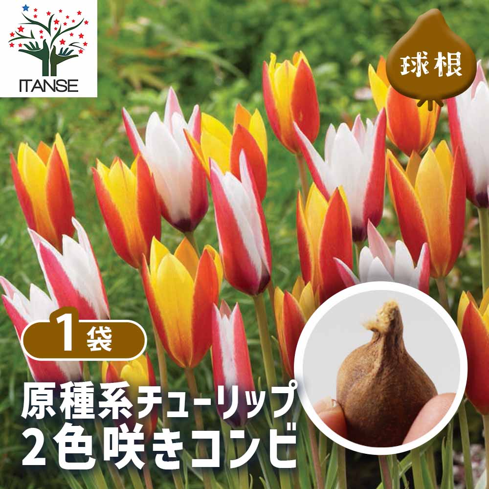 原種系チューリップ 2色咲きコンビ 原種クルシアナ系2種混合