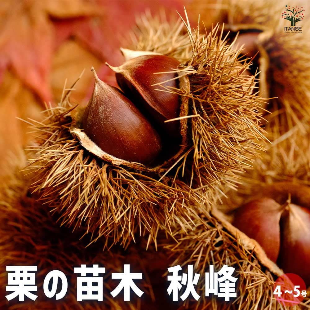 栗の苗木 秋峰 【果樹の苗木 4号／1個売り】｜ 【植物の