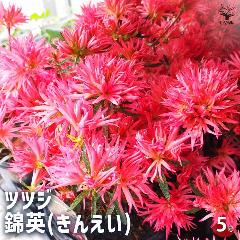 パシフィックレッドダイド 専用苗 ツツジ 錦英(きんえい) 【花木苗 5号】｜ 【植物のITANSE】全品