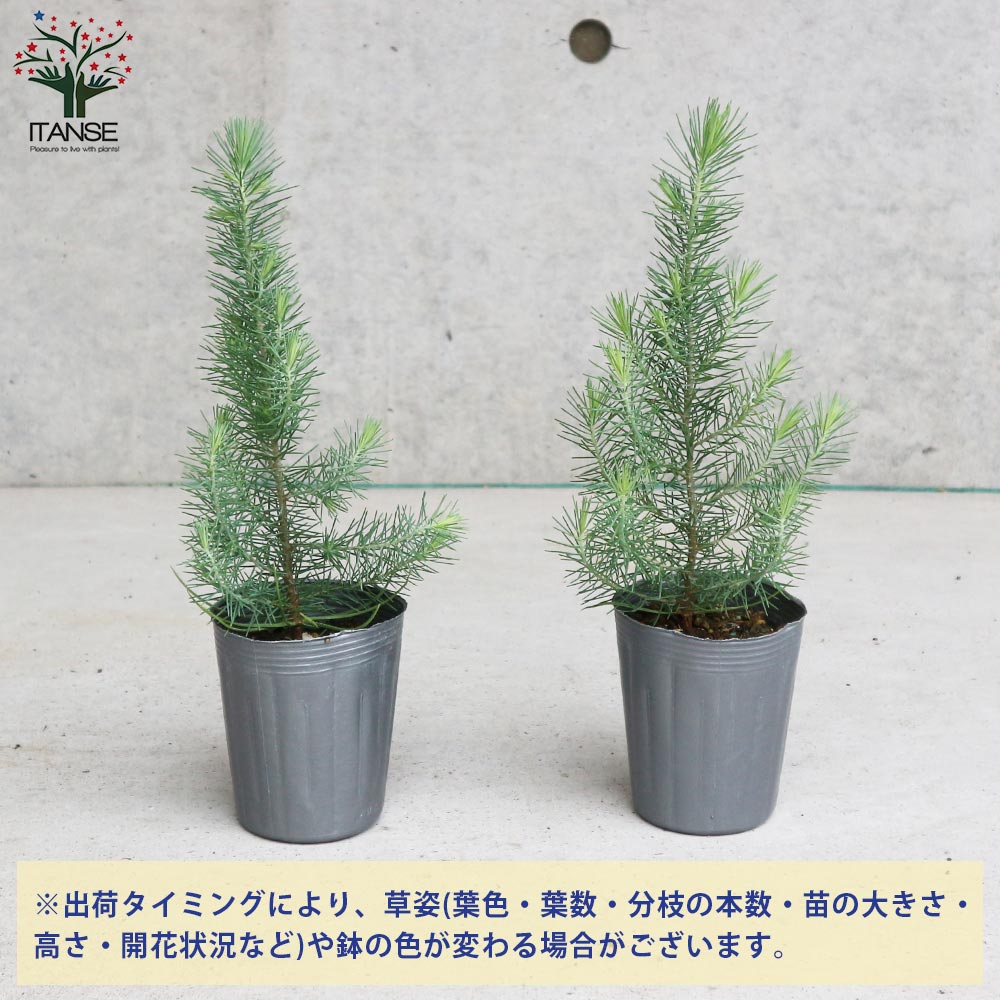 イタリアカサマツ ピナス・ピネア 【庭木 常緑高木・寄せ植え苗／1個