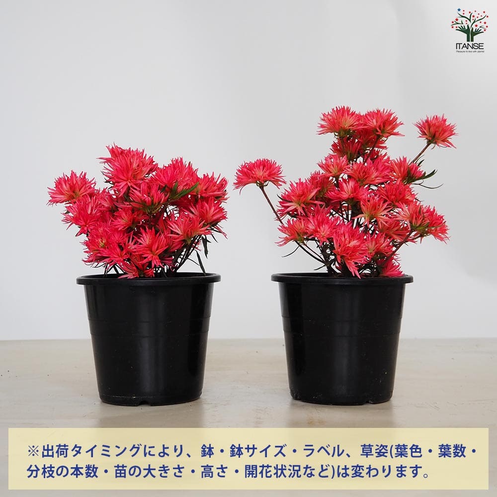 Nページ緑檀　如意　クシ　赤い房付き　① Nページ緑檀 如意 クシ 赤い房付き ① Nページ緑檀 如意 クシ 赤い房