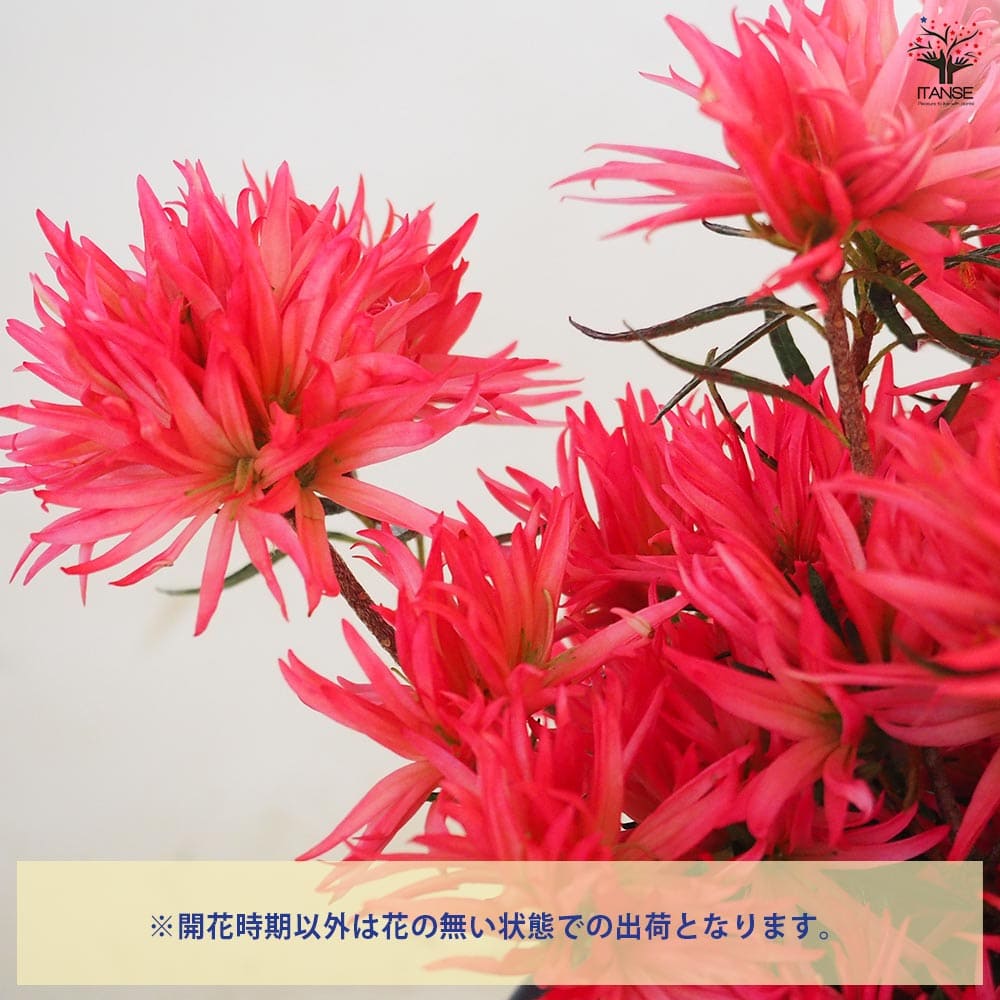 ツツジ 錦英(きんえい) 【花木苗 5号】｜ 【植物のITANSE】全品