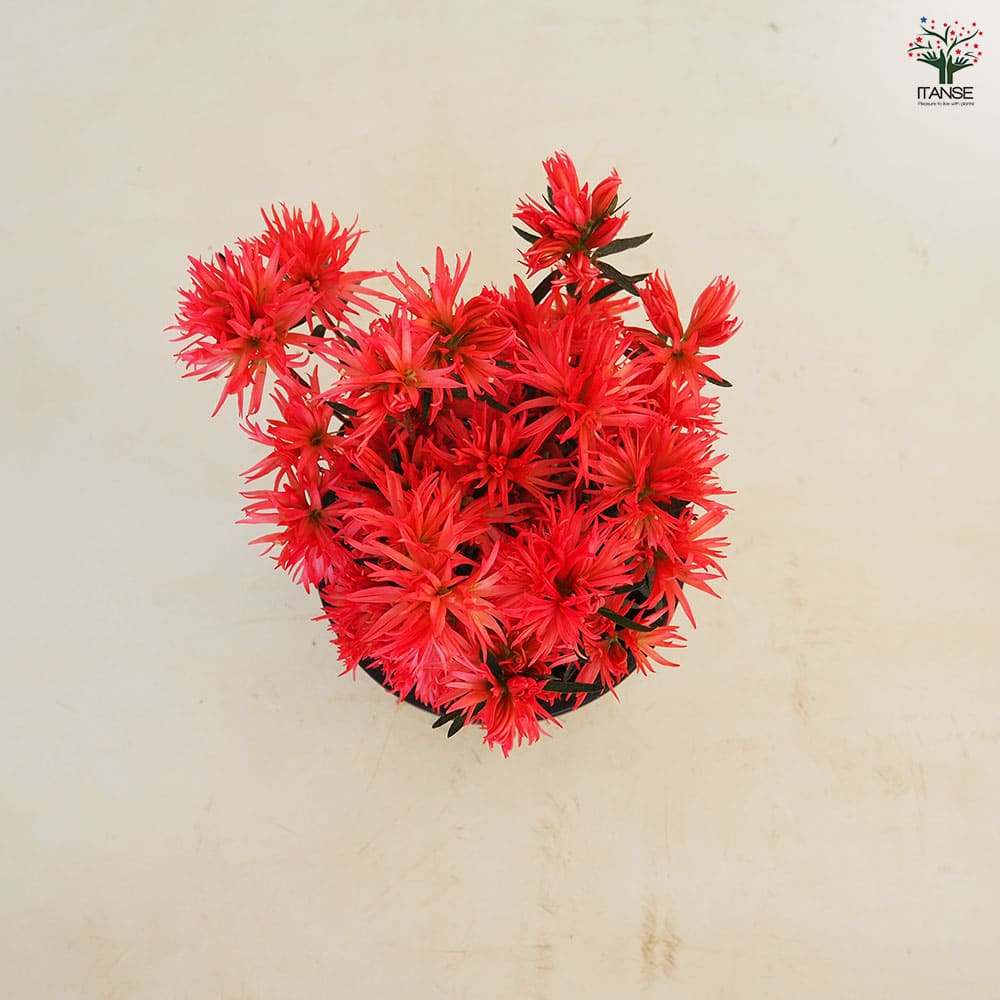 ツツジ 錦英(きんえい) 【花木苗 5号】｜ 【植物のITANSE】全品