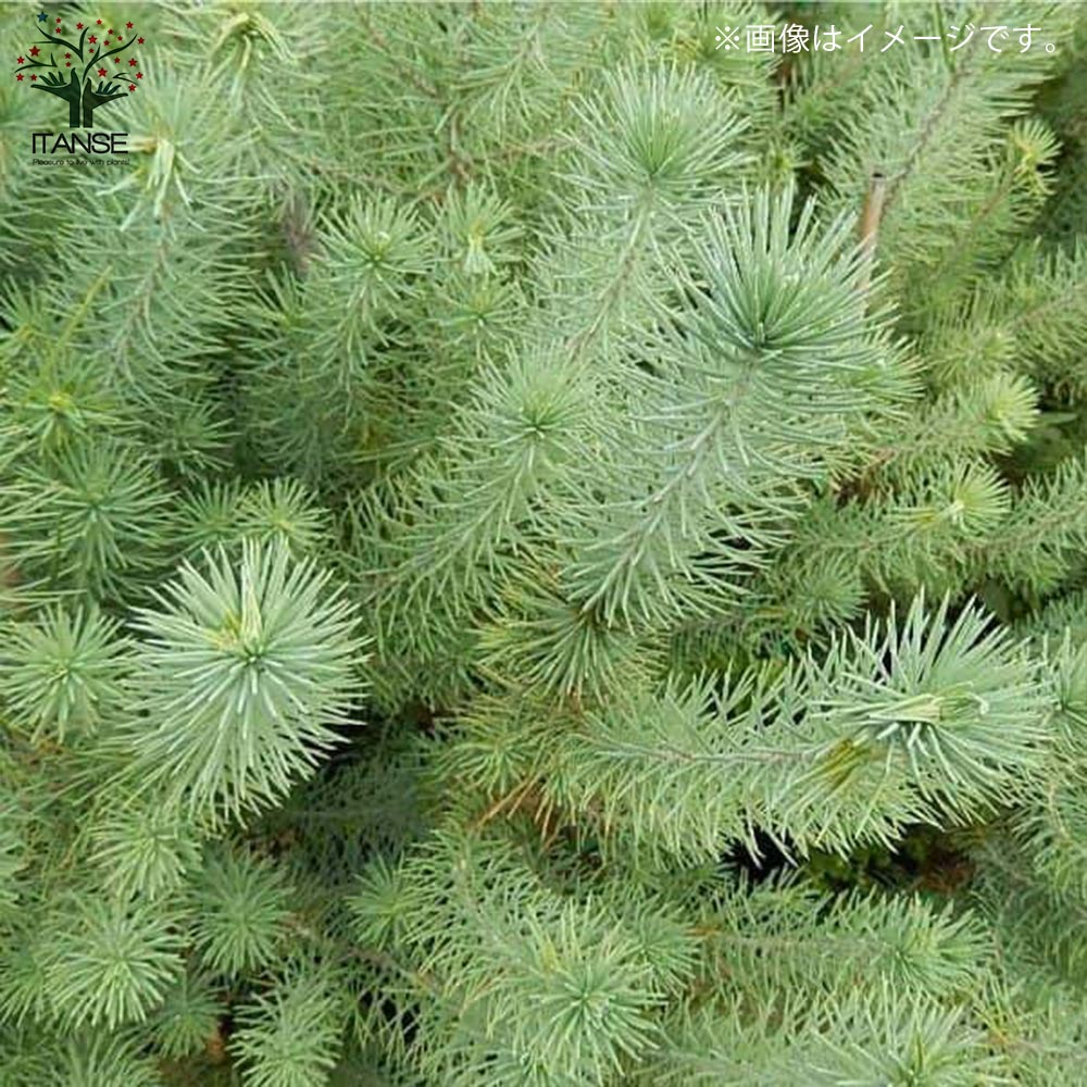 イタリアカサマツ ピナス・ピネア 【庭木 常緑高木・寄せ植え苗／1個