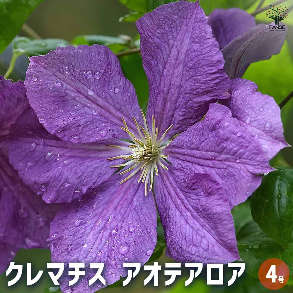 クレマチス アオテアロア 【花苗 4号／1個売り】｜ 【植物の