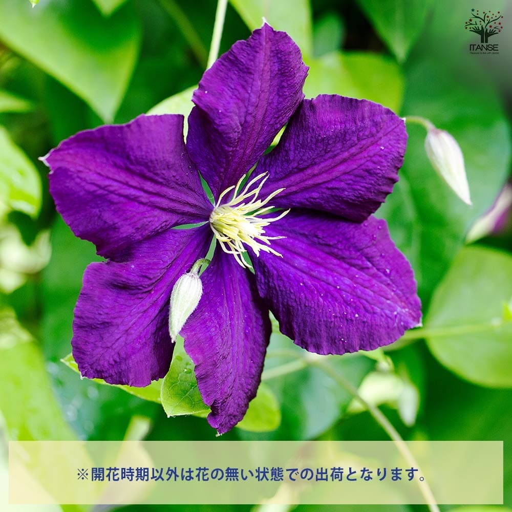 クレマチス アオテアロア 【花苗 4号／1個売り】｜ 【植物の