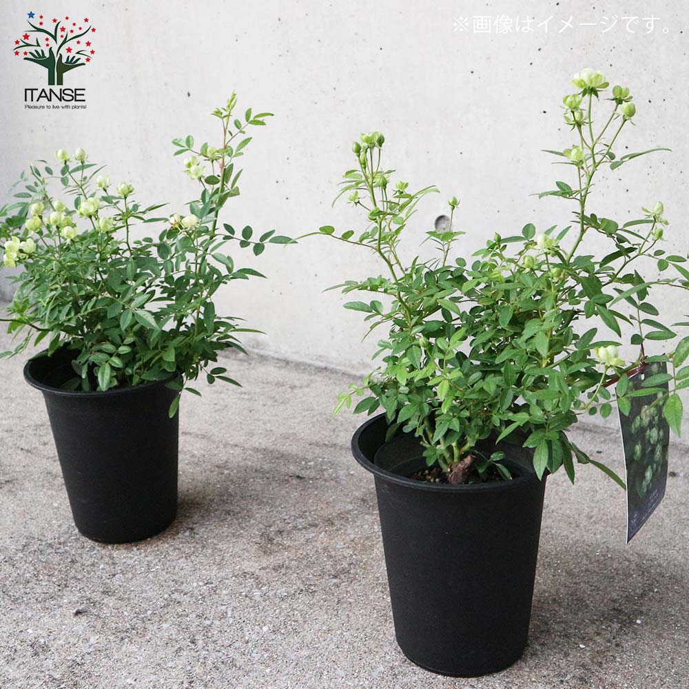 Itanse良品ｾﾚｸﾄ通販