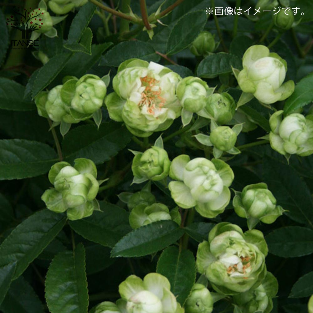 Itanse良品ｾﾚｸﾄ通販