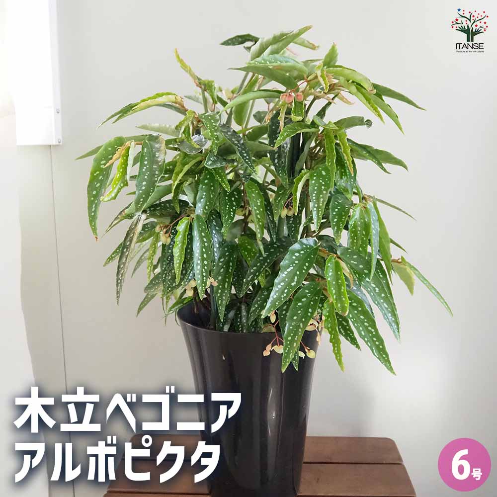 木立ベゴニア アルボピクタ 【観葉植物 6号／1個売り】