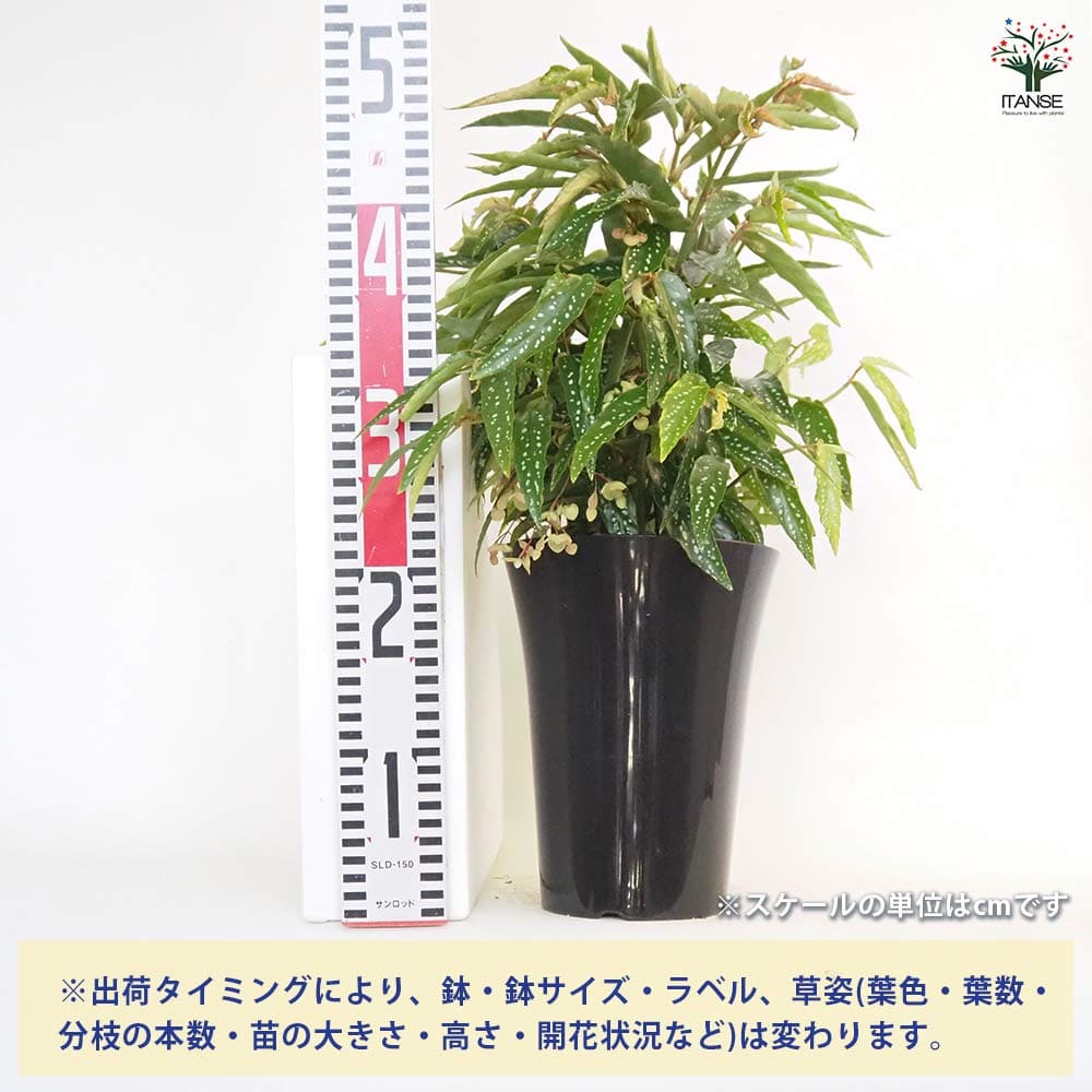 木立ベゴニア アルボピクタ 【観葉植物 6号／1個売り】