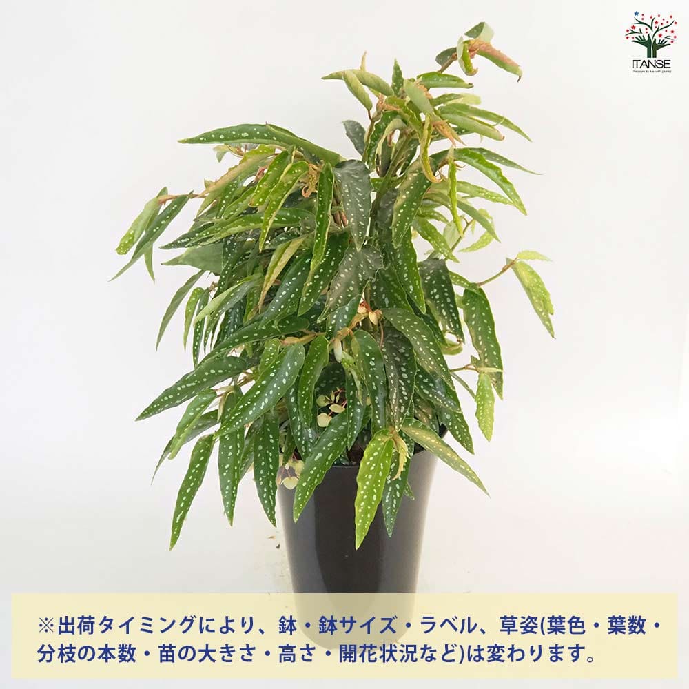 木立ベゴニア アルボピクタ 【観葉植物 6号／1個売り】