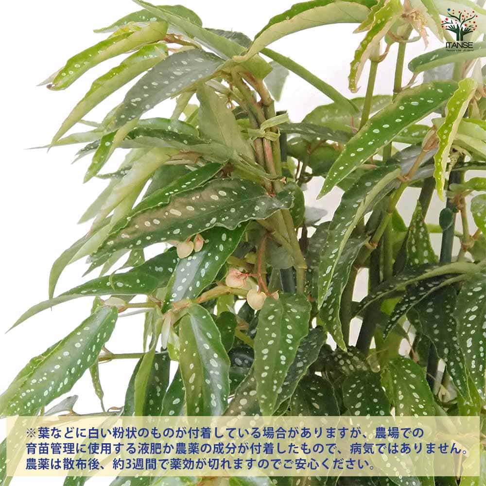 木立ベゴニア アルボピクタ 【観葉植物 6号／1個売り】