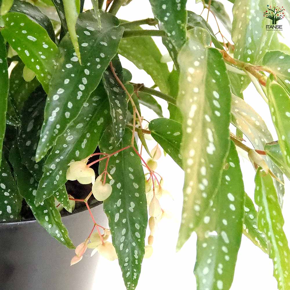 木立ベゴニア アルボピクタ 【観葉植物 6号／1個売り】