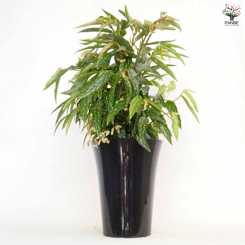 木立ベゴニア アルボピクタ 【観葉植物 6号／1個売り】