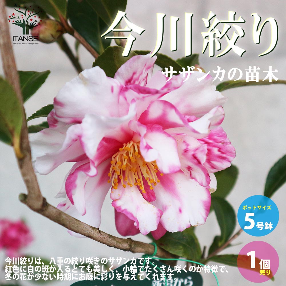 サザンカ 今川絞り