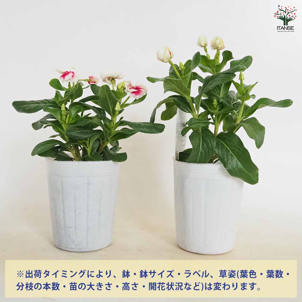カップ咲きビンカ(日々草) MIKI 【花苗 3号】｜ 【植物のITANSE