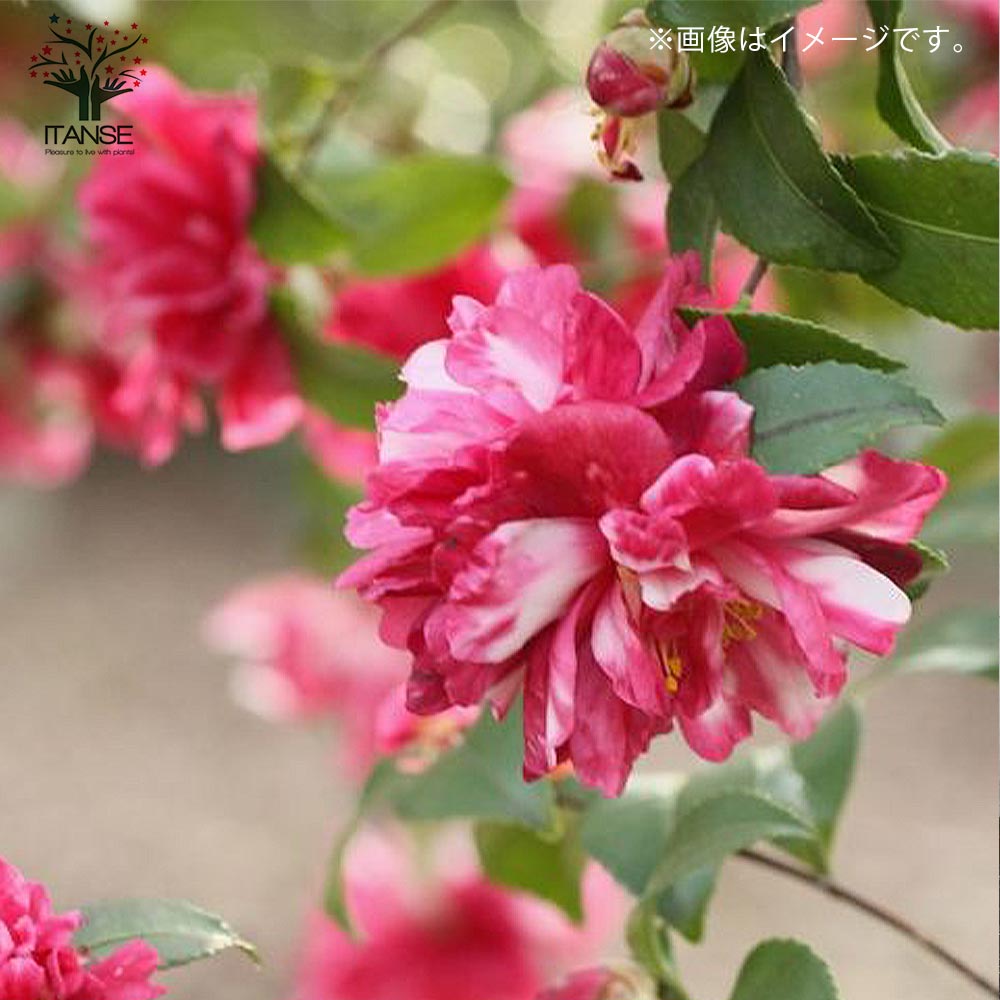 サザンカ 今川絞り【花苗 5号／1個売り】｜ 【植物のITANSE