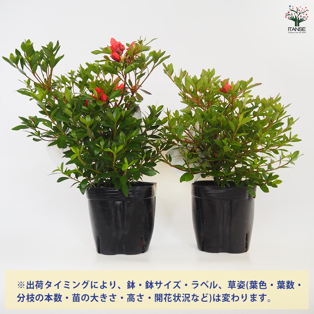サツキ 紅盃(ベニサカズキ) 【花木苗 5号／1個売り】｜ 【植物の