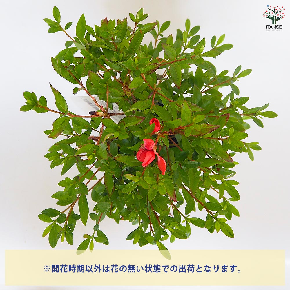 紅キーツ　8号　不織布苗　実付き 楽天市場】現品 椿（ツバキ）冨泉院赤藪 8号ポット接ぎ木苗 : 千草園芸