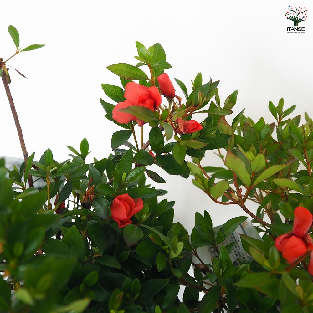 サツキ 紅盃(ベニサカズキ) 【花木苗 5号／1個売り】｜ 【植物の