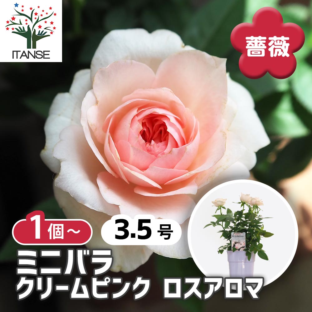 ミニ薔薇 クリームピンク ロスアロマ 【花木苗 3.5号】｜ 【植物の