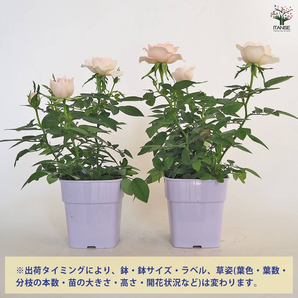 ミニ薔薇 クリームピンク ロスアロマ 【花木苗 3.5号】｜ 【植物の